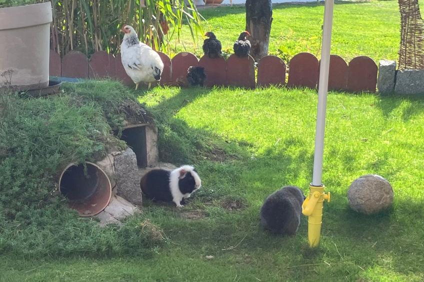 Zillendorf 2 - foto 35