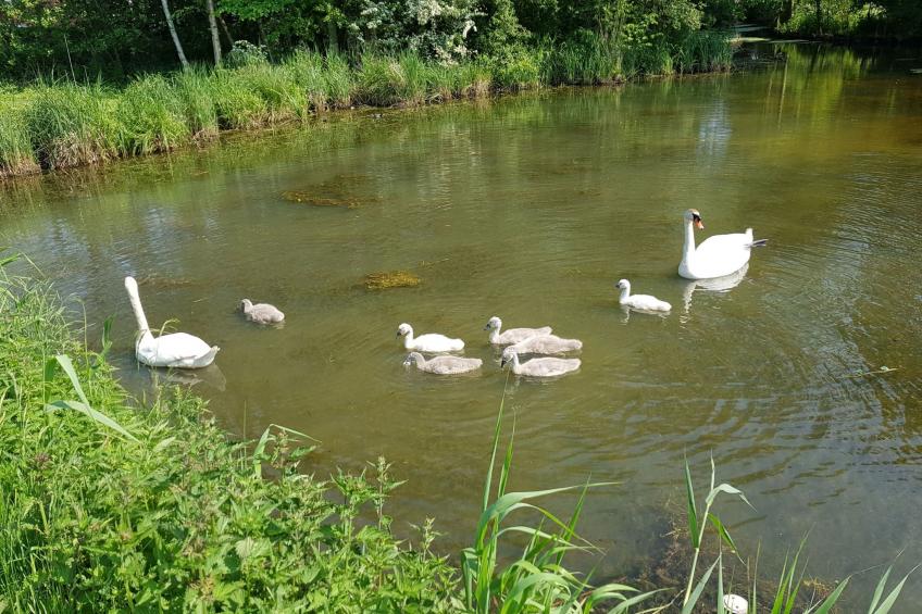 Beim Bracksee - foto 27