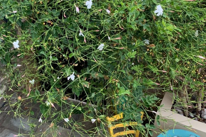 "Kyria Florenz" - foto 50