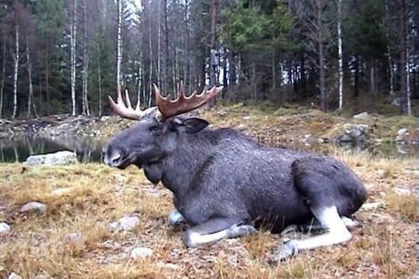 Holzhaus mit Terrasse, direkt an einer Bucht - foto 18