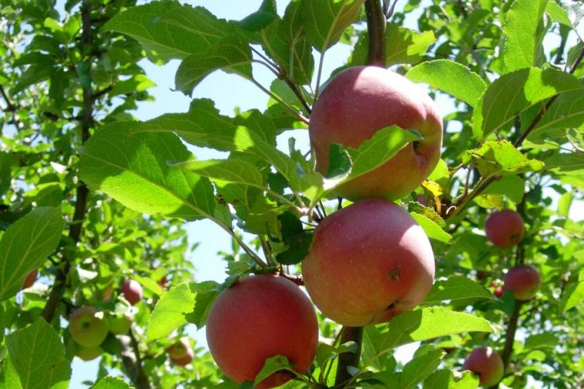11709 - foto 19