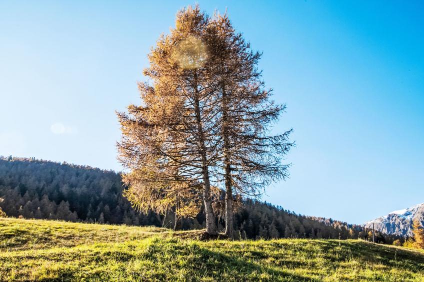 Baita al Compo - foto 10