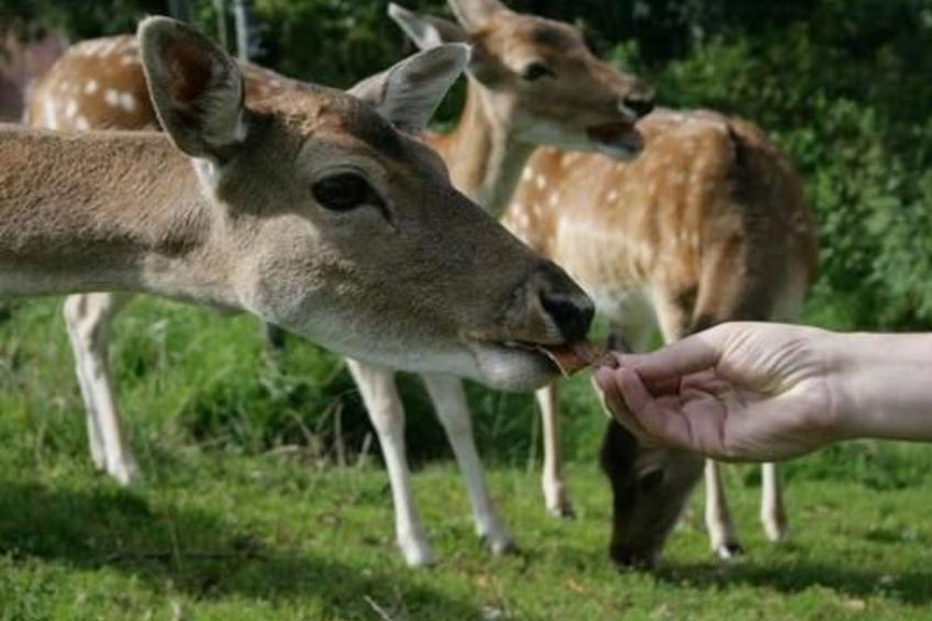 Fewo Altes Schulhaus - foto 28