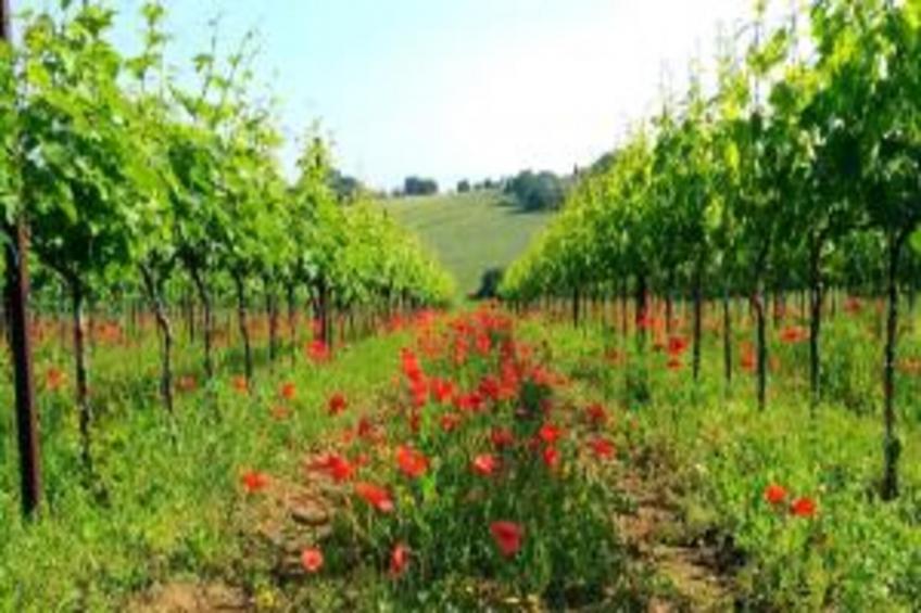 Villa Lena - foto 27