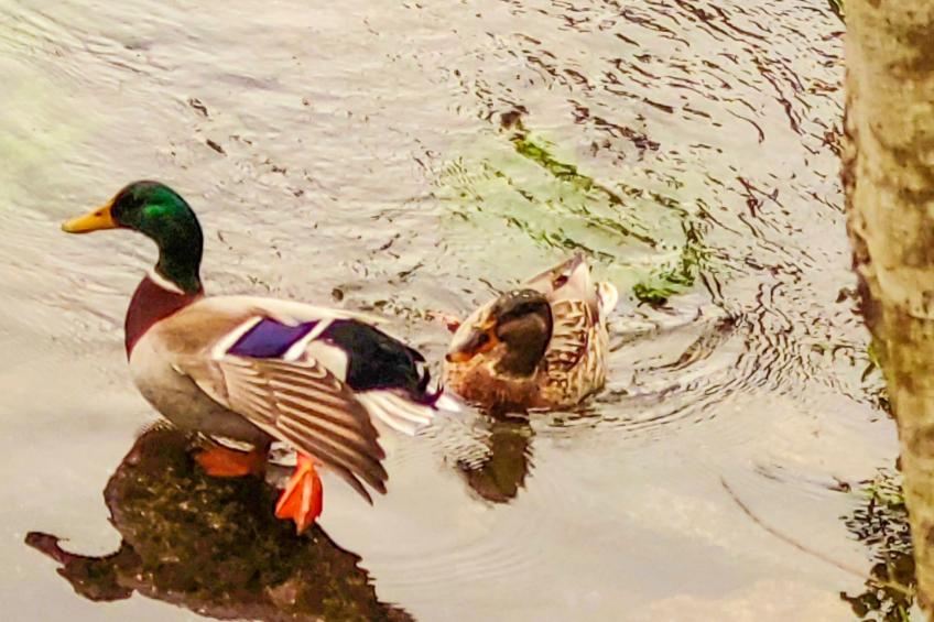 Flusshaus - Casas do Rio Tora - foto 16