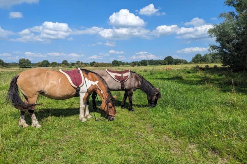 Vakantie bij Meeussen - Molendal 3 - foto 38