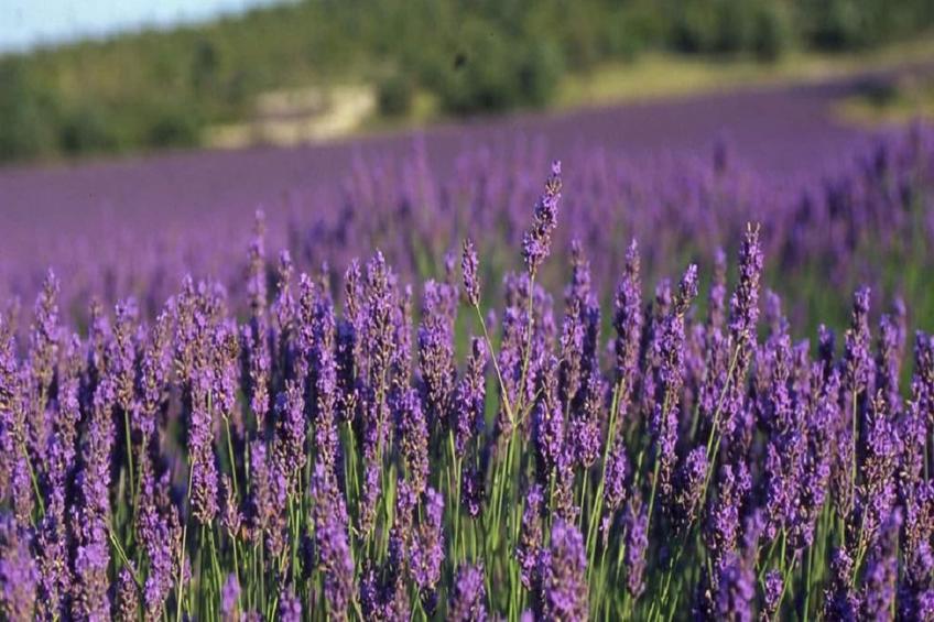 SCI Blue Hills Residence - foto 20