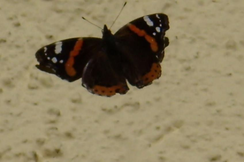 Betttis Bungalow - foto 16