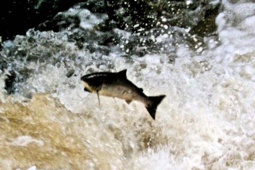 Maison à Oughterard - foto 25