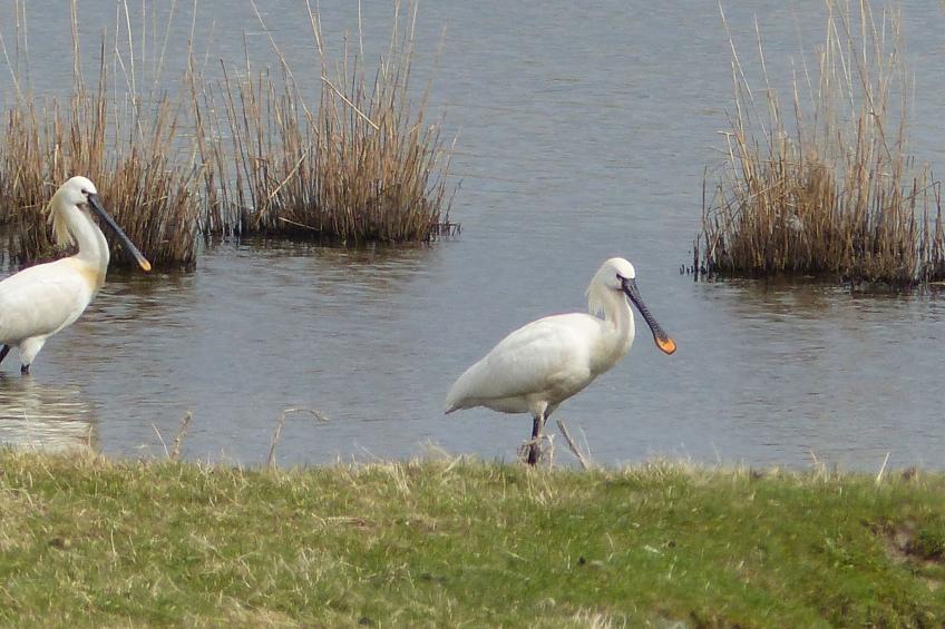 Gemütliche Ferienwohnung mit separatem Garten - foto 18