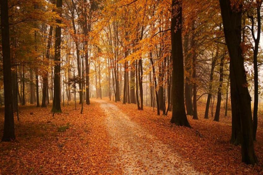 Villa Dobczyce - foto 20