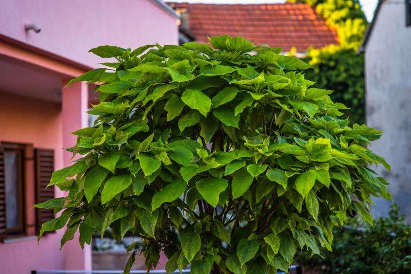 Haus in Grubine mit Außenpool - foto 53