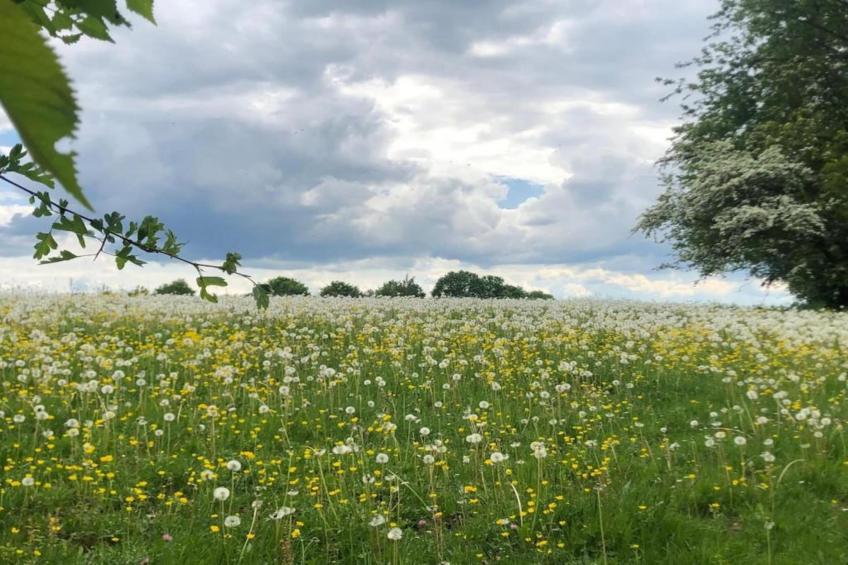 Martine Hazee - foto 34