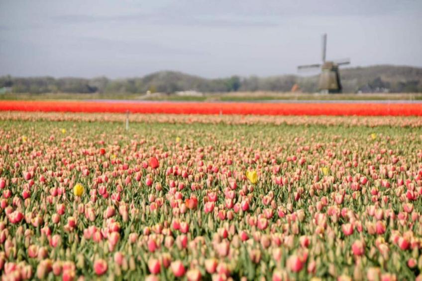 Het Schilderhuijs - foto 28