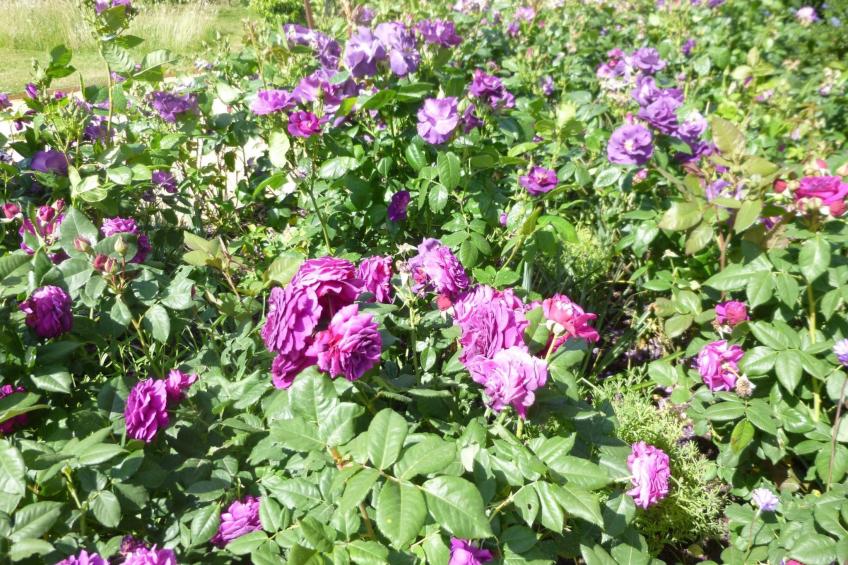 Fachwerkhaus "gitealienor perigord" - foto 30