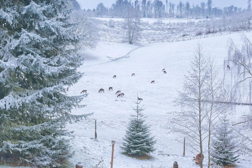 Am Damwildgehege I - foto 45