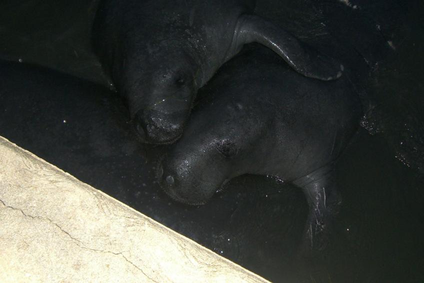 Villa "Das Insel-Resort" - foto 42