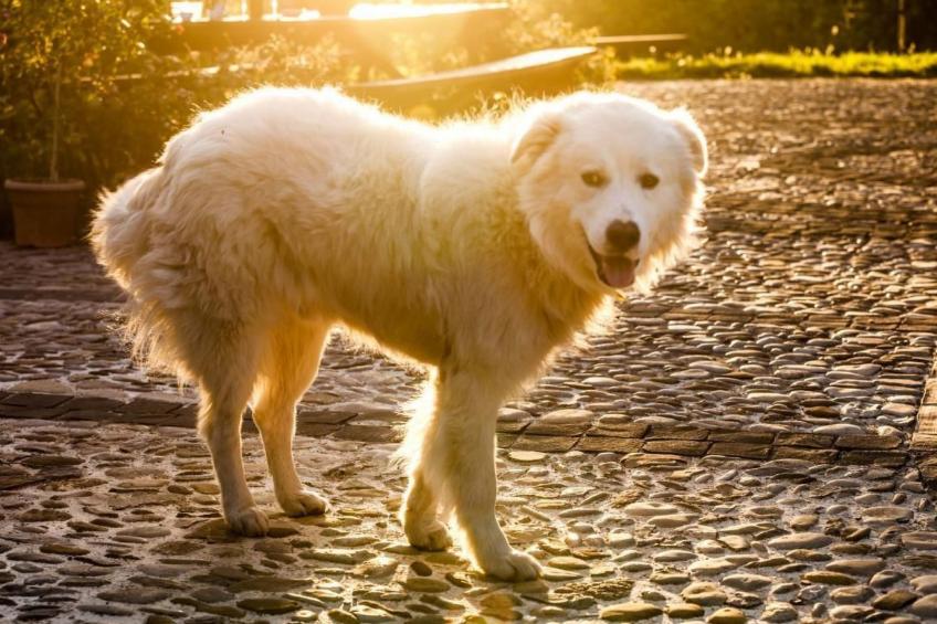 Appartamento Noce - foto 5