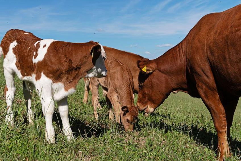 Eggenhof Ferien - foto 21