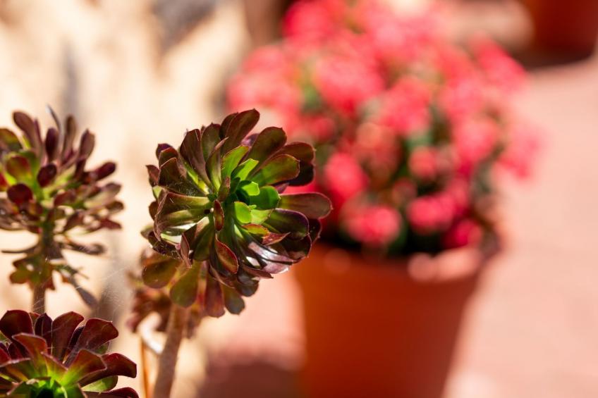 Kanarische Finca mit Pool und herrlicher Aussicht - foto 10