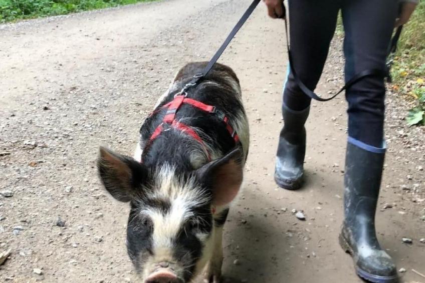 Tieroase Grünegg - foto 19