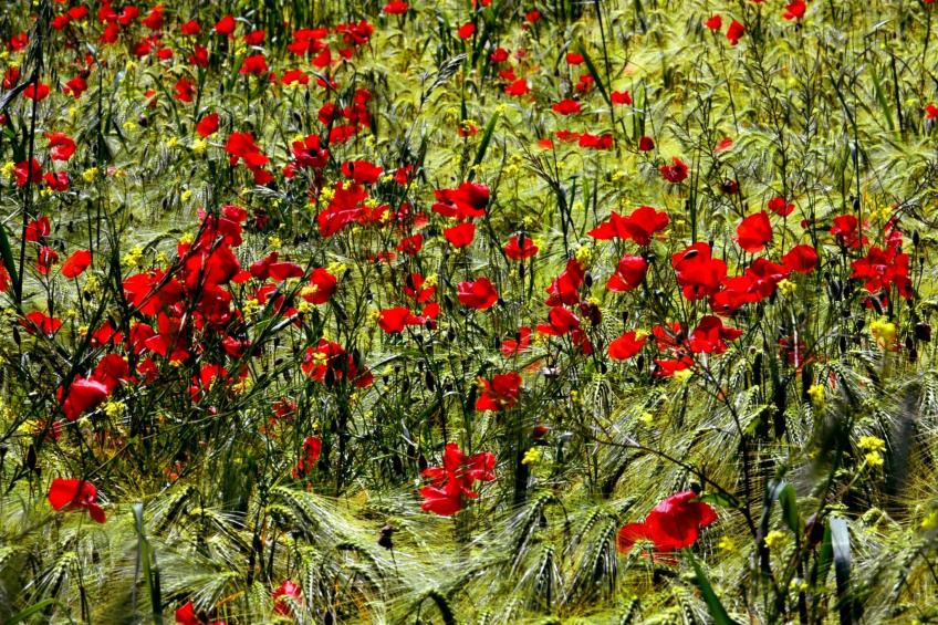 Apartment Rosa Canina (Wilde Rose) - foto 31