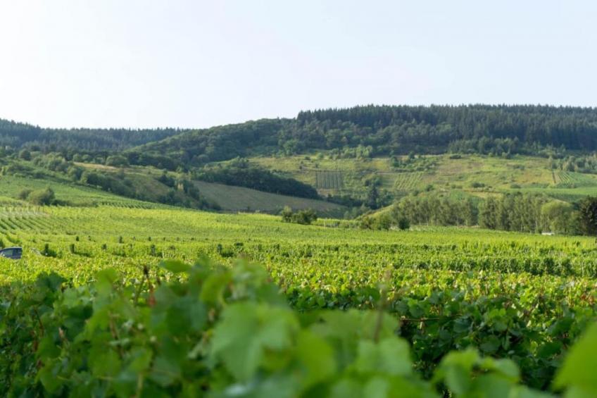 Weingut Justen-Kiebel - foto 28