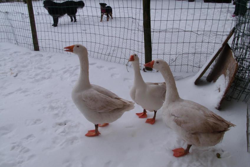 Herzfenner Landhaus - foto 2