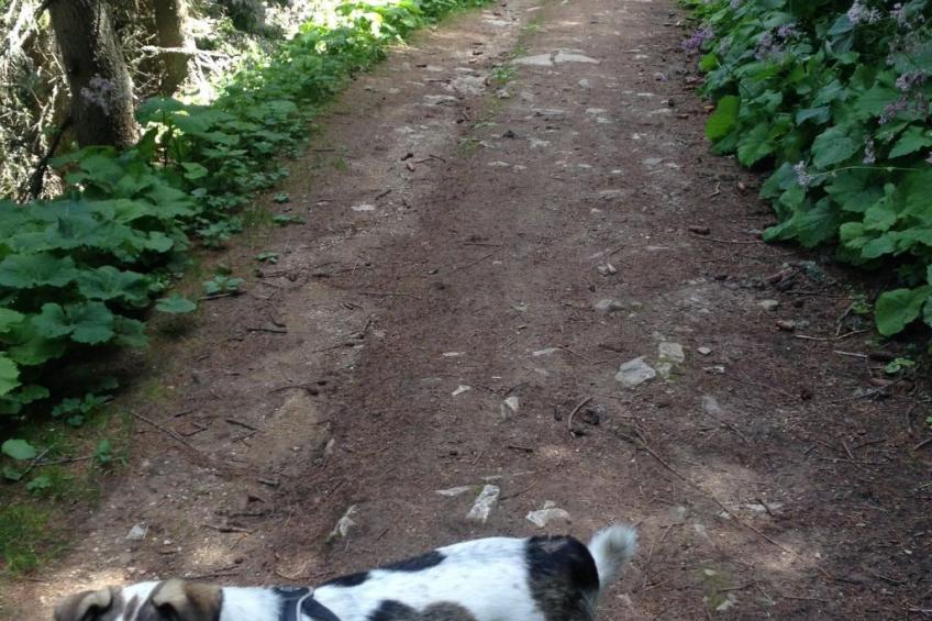 Chalet "Rennweg 114" mit Sauna - foto 81