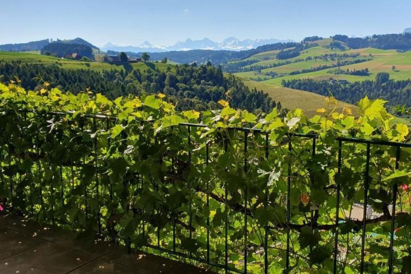 in einem heimeligen Berner-Stöckli - foto 20