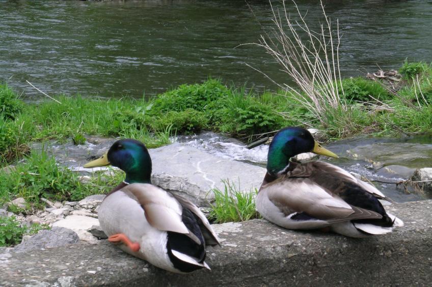 les Jardins de Noémie - foto 27