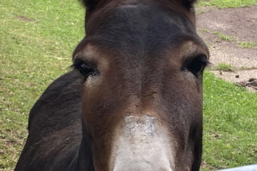 Scheunen Nest - foto 22