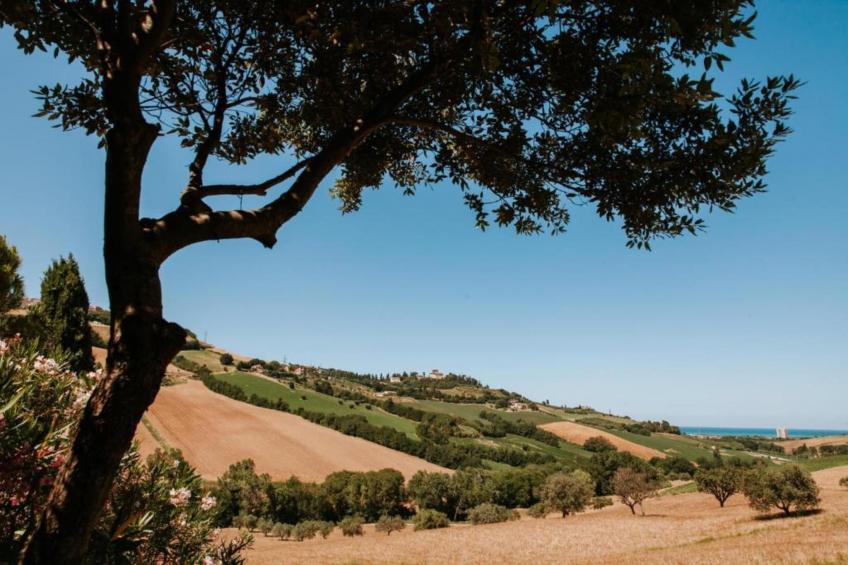 Olio - foto 27