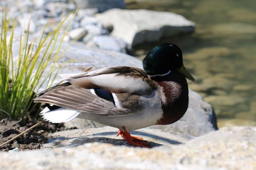 Apfelgarten - foto 40