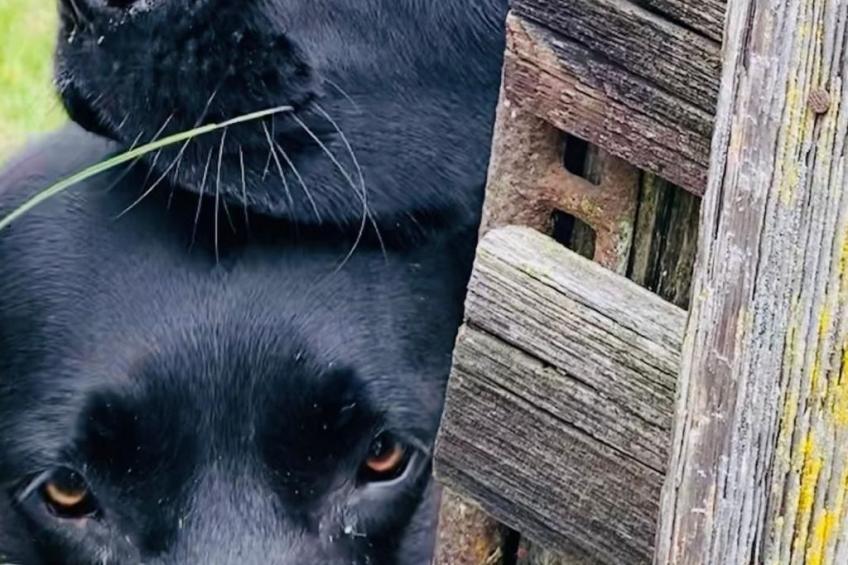 Kellerstöckl am veganen Bio-Lebenshof - Varm - the vegan Farm - foto 39