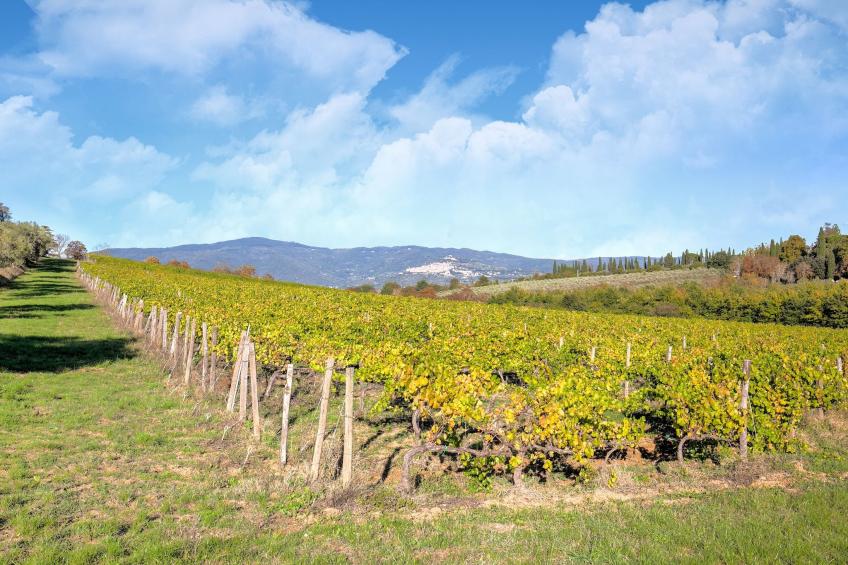 Villa Rosmarino - foto 30