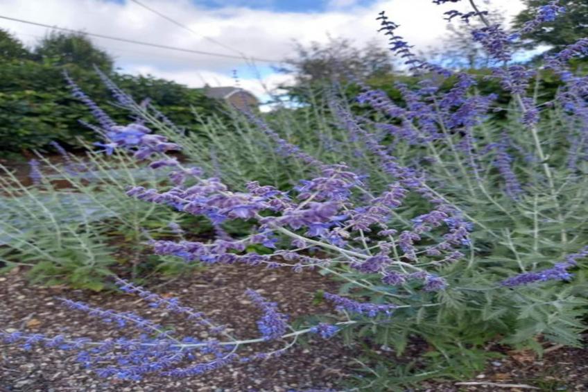 Le Gîte de Jevigné - foto 32