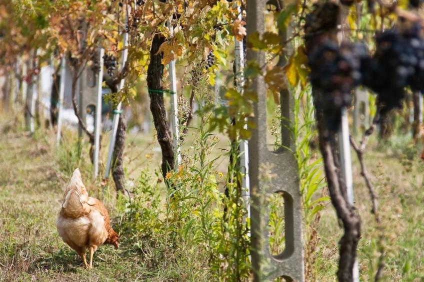 Grünes Appartement - foto 34