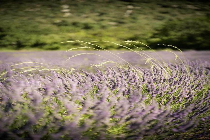 Le Domaine des Hauts de Salavas - foto 33