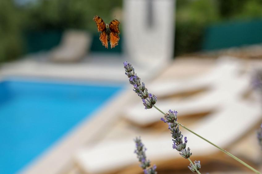 Gemütliche Villa Gabriel mit Schwimmbad - foto 5