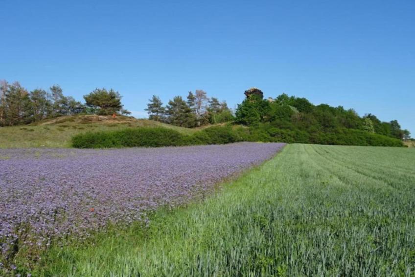 Meisdorf I - foto 20