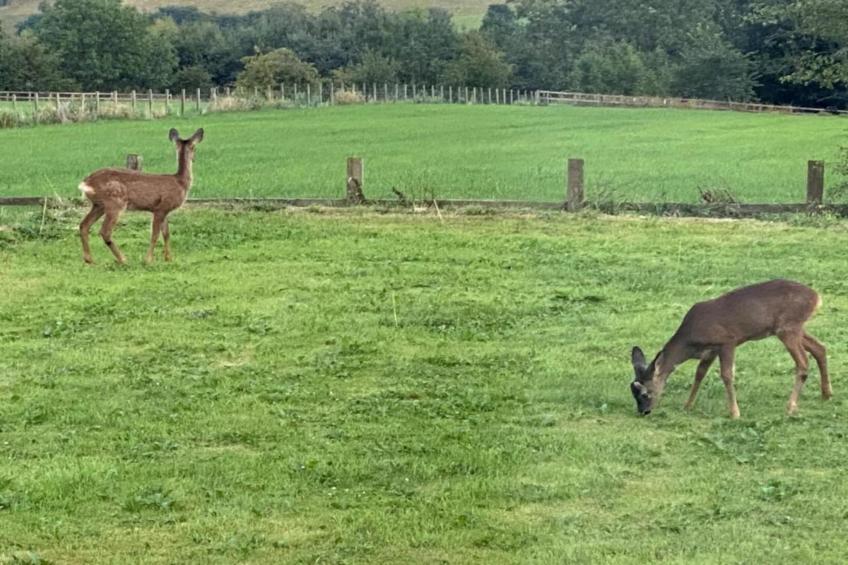 Blackcleugh Glamping - foto 26