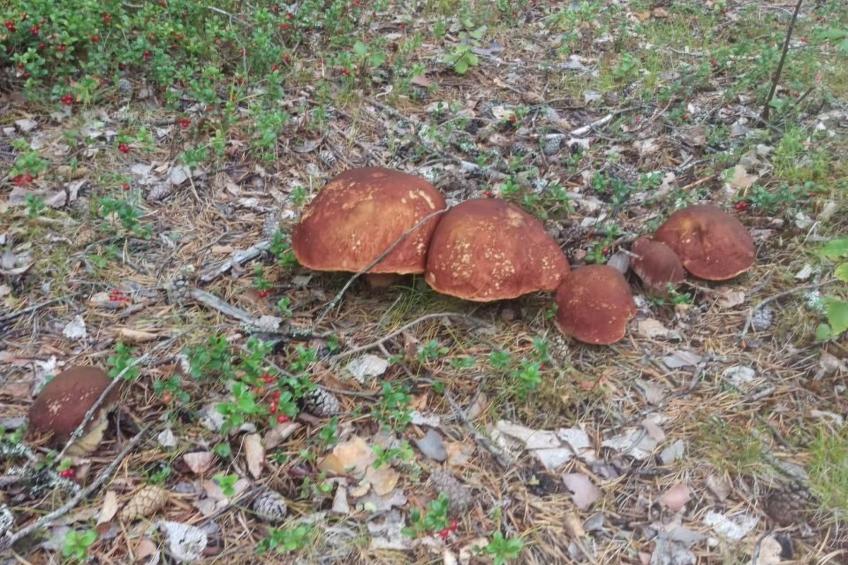 in Vindeln mit Garten, Terrasse und Grill - foto 20