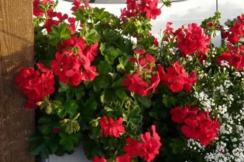 Haus Schönberg - foto 24