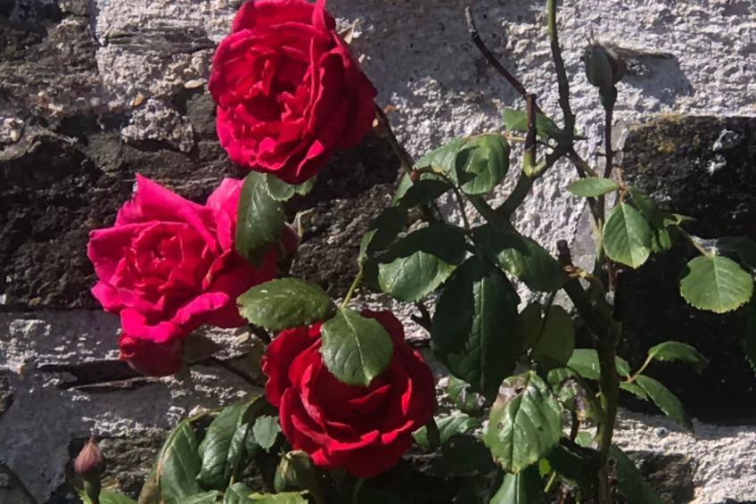 Idyllisches,haustierfreundliches Landhaus Lavender - foto 25