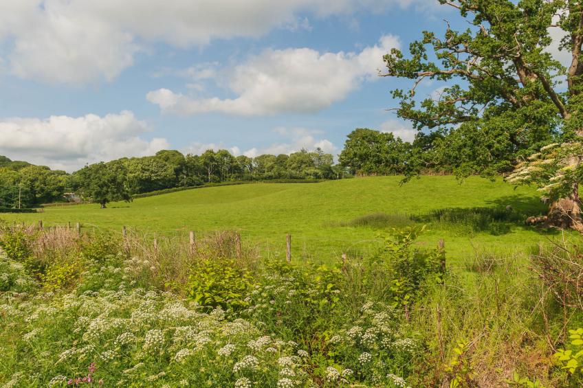 The Birches - foto 35