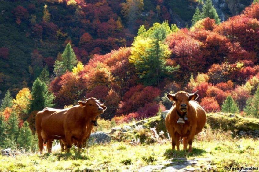 Chalets Les Amis 1 - foto 36