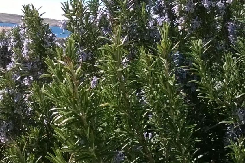 mit Blick auf das Wasser - foto 40