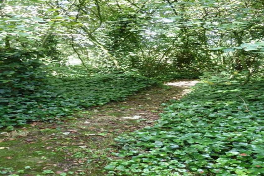 Verblijfpark Breebos 3 - foto 40