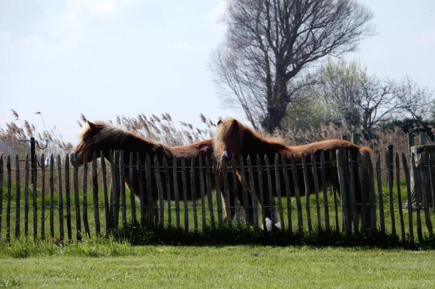 SIRENUSE I EN II I/0605 - foto 19